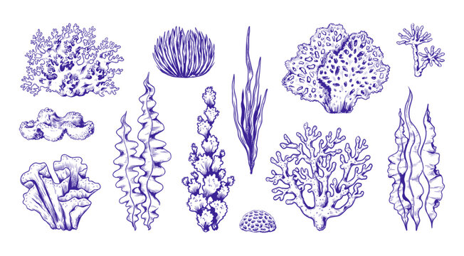 Seaweed Drawing Images – Browse 91,787 Stock Photos, Vectors, and Video |  Adobe Stock