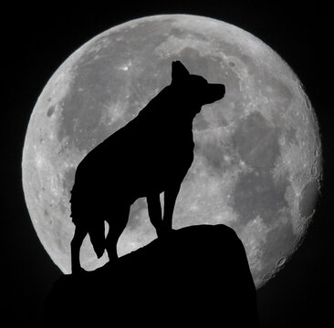 Silhouette of a wolf standing in front of a full moon