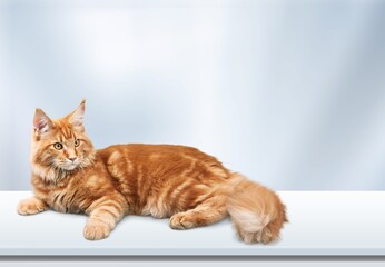 Cute young lovely cats posing on desk