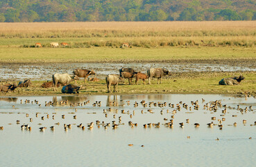 Herd of wild buffaloes with brown colored calves in the wetlands of Pobitora National Park, Assam, India