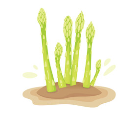 Fresh asparagus on a white background, Food hand drawn, vector illustration.