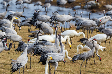 Trumpeting cranes in the spring