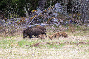 Wild boars with cute piglets by the forest edge