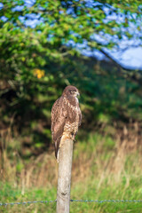Common Buzzard sitting on a wood post and looking