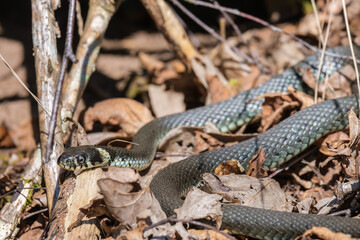 Grass snake lying on the ground and basking