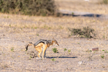 Obraz na płótnie Canvas Close-up of a side-striped Jackal -Canis Adustus- roaming around Chobe national park, Botswana on an early morning.