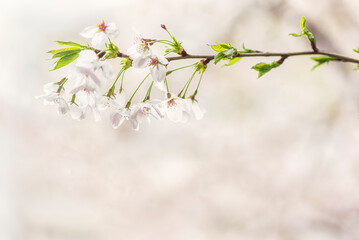closeup of cherry blossom
