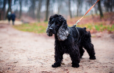 A black spaniel dog is standing on the track. He has a collar. The dog looks to the side on the background of blurred trees. The photo is blurred