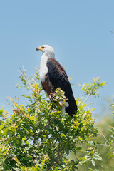 African fish eagle - Haliaeetus vocifer perched with sky in background. Photo from Kruger National Park in South Africa.