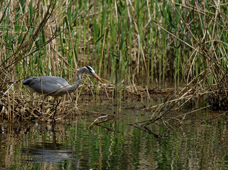 Graureiher, Ardea cinerea