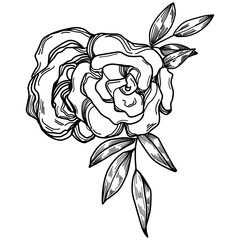 Vector Flowers summer. Isolated botanical flower, leaves. Black and white engraved sketch ink art. Leaf plant botanical garden floral foliage. Wildflower drawing leaf illustration element.