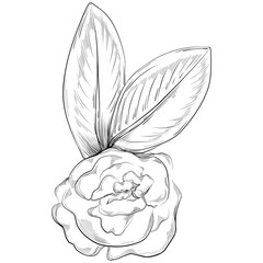 Vector Flowers summer. Isolated botanical flower, leaves. Black and white engraved sketch ink art. Leaf plant botanical garden floral foliage. Wildflower drawing leaf illustration element.