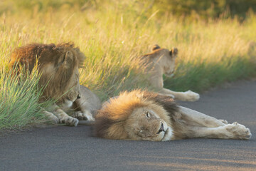 African lion - Panthera leo, male sleeping on road. Photo from Kruger National Park in South Africa.