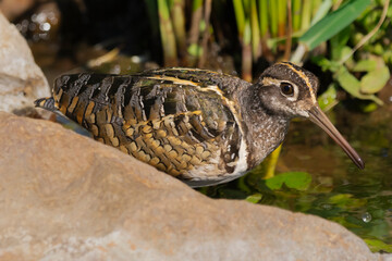Greater painted-snipe - Rostratula benghalensis, wading on water with stones in background. Photo from Kruger National Park in South Africa.
