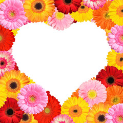 Heart shaped frame from colorful gerbera flowers isolated on transparent background, PNG. 