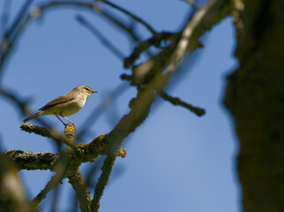 Zilpzalp, Phylloscopus collybita