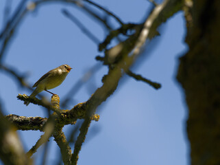 Zilpzalp, Phylloscopus collybita