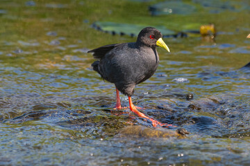 Black crake - Zapornia flavirostra wading in water. Photo from Kruger National Park in South Africa.