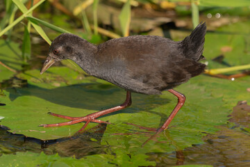 Black crake - Zapornia flavirostra juvenile waking on green leaf. Photo from Kruger National Park in South Africa.