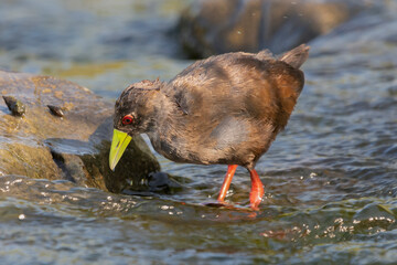 Black crake - Zapornia flavirostra wading in water. Photo  from Kruger National Park in South Africa.
