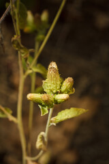 Inula conyza known as ploughman's-spikenard, species of plant from family Asteraceae. Beautiful green yellow flower buds. Soft focused macro
