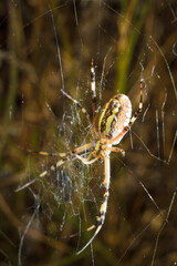 Beautiful yellow and black striped Agriope bruennichi spider in its web, soft focused macro shot