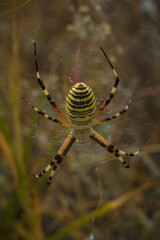 Beautiful yellow and black striped Agriope bruennichi spider in its web, soft focused macro shot