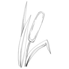 Sketch reeds leaves isolated, suitable for nature concept, summer and holiday. Black and white clip art isolated. Antique vintage engraving illustration for emblem. Herbal medicine.