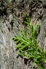 macro shot of coniferous needles of thuja or cypress plant in forest, vertical