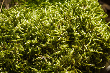 beautiful tender textured moss in forest, soft focused macro shot