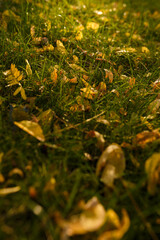 soft focused shot of yellow autumn leaves on lawn with green grass in sunset light with boke. Season change, early fall nature
