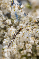 soft focused shot of bee collecting pollen from flowers of blooming cherry or plum tree, insect in pollination process on blossoming plant