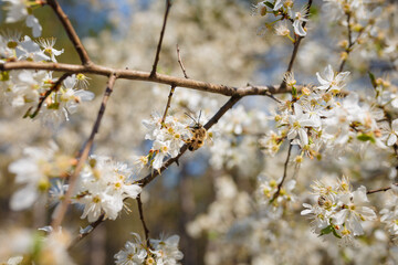 soft focused shot of bee collecting pollen from flowers of blooming cherry or plum tree, insect in pollination process on blossoming plant