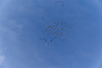 Kranich, Grus grus, Grauer Kranich, Eurasischer Kranich