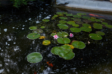 Beautiful pond with green leaves, pink water lily flowers and swimming decorative red fishes. Natural reserve flora and fauna