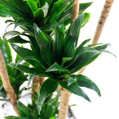 観葉植物、ドラセナ・コンパクタの葉【白背景】