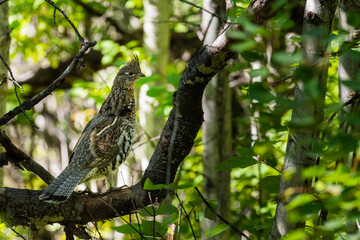 Wild Ruffed Grouse perched on a tree branch in the forest