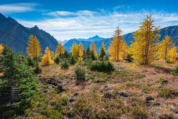 Hiking among yellow larch trees in autumn, Arethusa Cirque, Kananaskis Country Alberta Canada