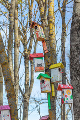 Various colorful bird nest boxes houses hang on a tree trunk. art for birds. Birdhouses for birds. Early spring concept