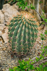 A houseplant. A large prickly cactus in the shape of a ball. Natural background. The texture of rows of thorns. Abstract texture.