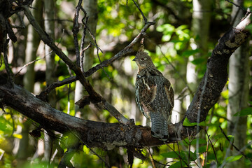 Wild Ruffed Grouse perched on a tree branch in the forest