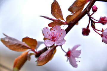 cherry blossoms with rain drops