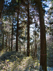 Fototapeta premium 雪の旧東海道