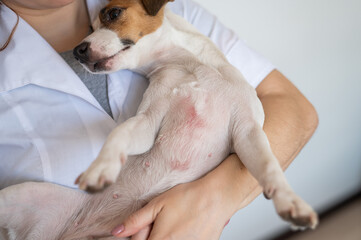 Veterinarian holding a jack russell terrier dog with dermatitis. 