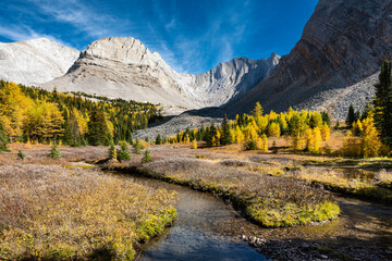 Hiking among yellow larch trees in autumn, Arethusa Cirque, Kananaskis Country Alberta Canada