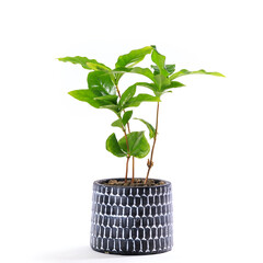 観葉植物、コーヒーノキ（コーヒーの木）の鉢植え【白背景】