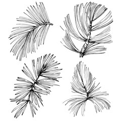 Wildflower fir-needle tree pattern in a one line style. Outline of the plant: Black and white engraved ink art needle. Sketch wild flower for background, texture, wrapper pattern, frame or border.