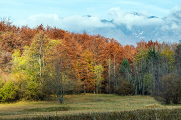 Fototapeta premium mountain landscape in autumn with warm colors and falling leaves.