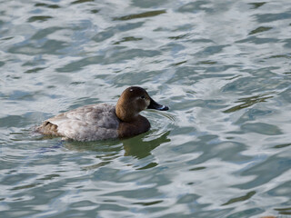 冬の川で泳ぐホシハジロの雌