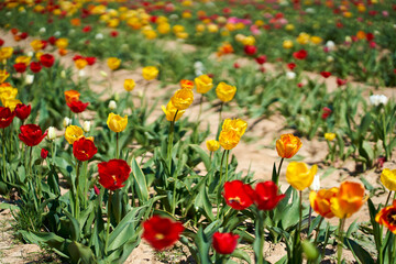 Colorful tulip field on a sunny noon at Easter time. Yellow and red flowers. High angle view.